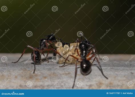 Selective Focus Black Ants Eating Sugar On Groundbehavior Of Ants