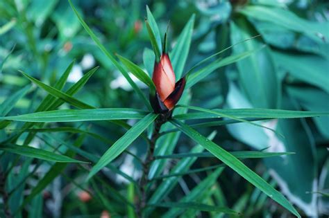 Green Plant Botanical Garden Free Photo On Pixabay Pixabay