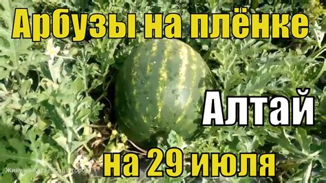 №17.Арбузы растущие на плёнке на 29 июля. Арбуз Дайтона F1. Обзор ...