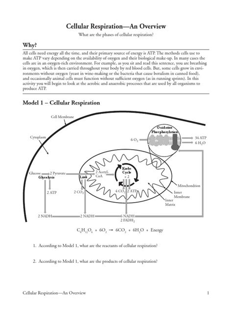 Pogil Cell Transport Answer Key • Suggested And Clear Explanation Of Quizlet And Answer Key For