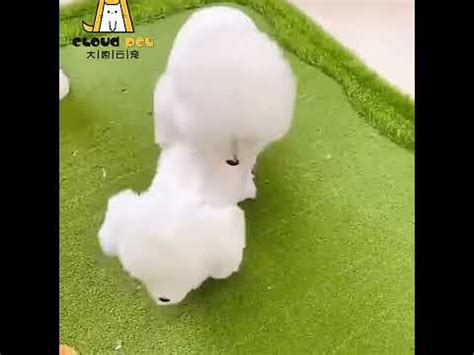 Sex игрушка для собак YouTube