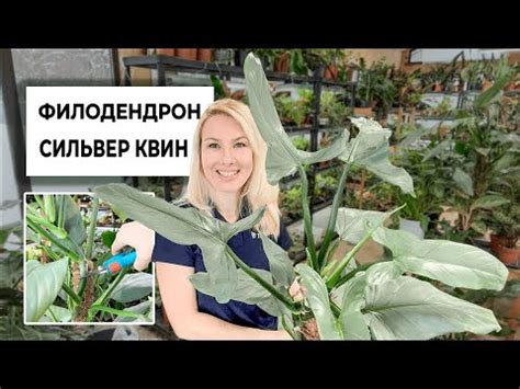 Филодендрон Сильвер Квин или Снежная Королева – пересадки и уход - YouTube