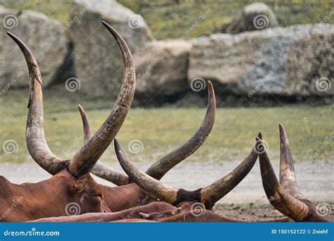 Abstract Picture of a Herd of Watussi Cattle in Which only the Horns ...