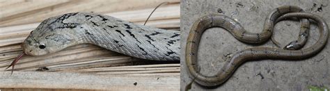 common snakes  cambodia  bird watching hq