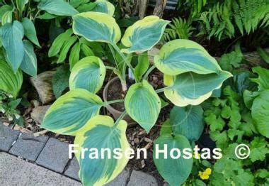 Hosta Orion's Belt - Fransen Hostas