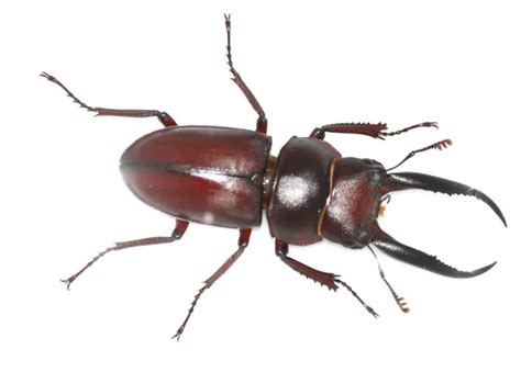 Insect Stag Beetle Bug Stock Photo By Panxunbin