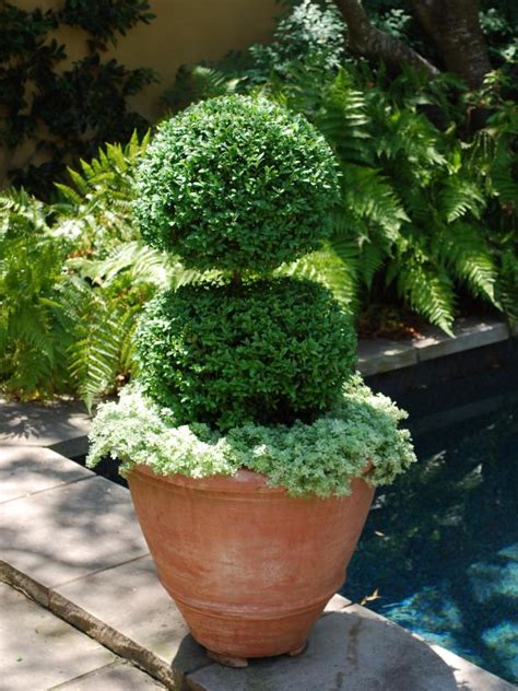 25 Ideas For Fabulous Boxwood Designs Hgtv