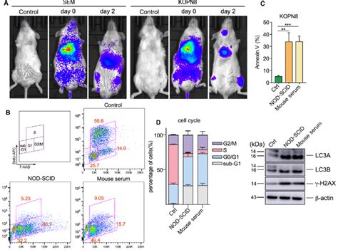 The serum environment causes transplant-induced stress. (A) NOD-SCID... | Download Scientific ...