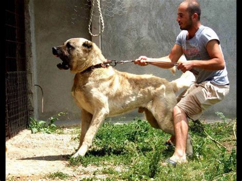 Top 15 Most Aggressive Dogs Breed in the World 2020 – Fabulaes