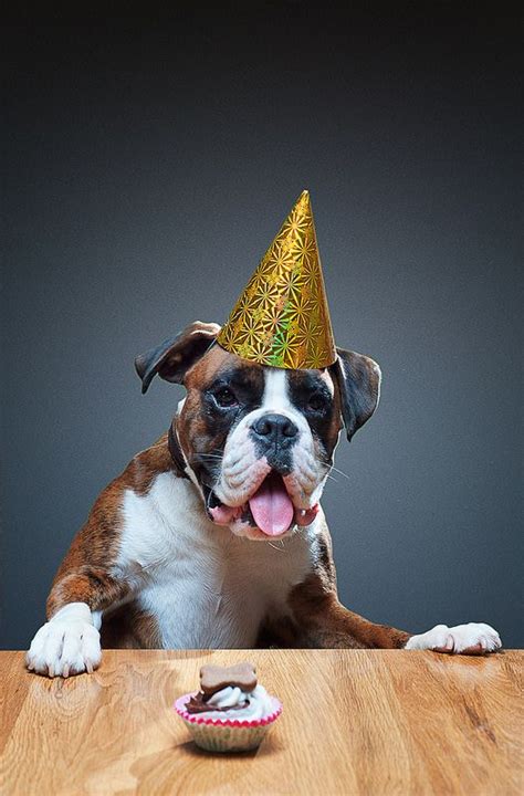 Happy Birthday Boxer Dog Images Granville Gatlin