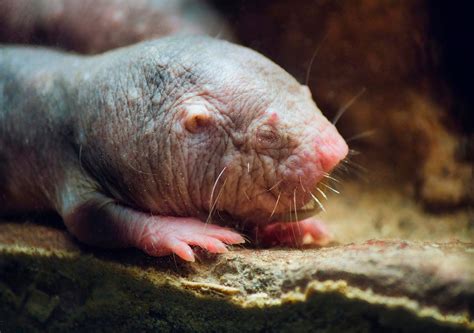 Scientists May Have Found The Secret To Ageing Resistance In Naked Mole Rats
