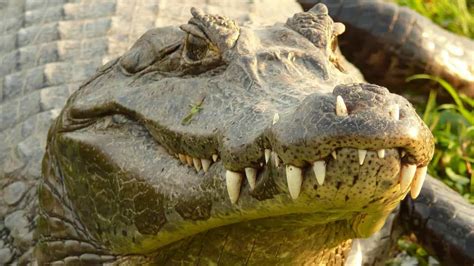 Top 15 Largest Crocodiles In The World!