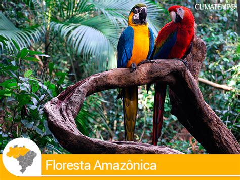 Viaje pelos encantos da Floresta Amazônica | Rainforest animals ...
