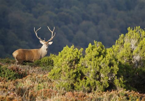 Berrea En La Monta A Palentina Naturaleza Iberica Naturaleza Iberica