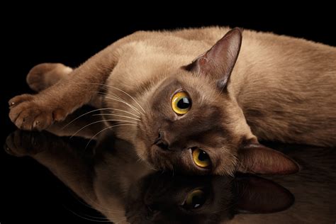 Burmese Cats: A Guide to the Breed | PrettyLitter 