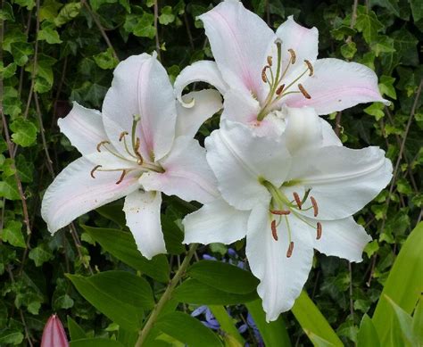 Белые лилии - лучшие сорта для "ленивого" сада | Волшебный сад | Дзен