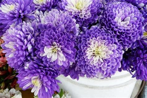 Хризантемы корейские многолетние зимостойкие фото