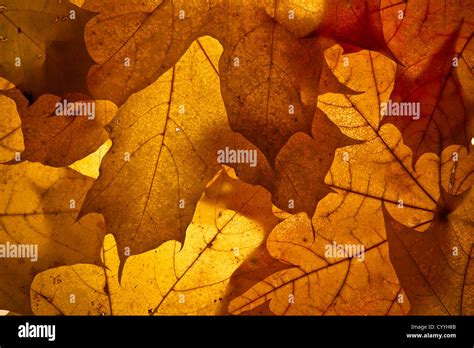 Autumn Background From The Fallen Down Leaves Stock Photo Alamy