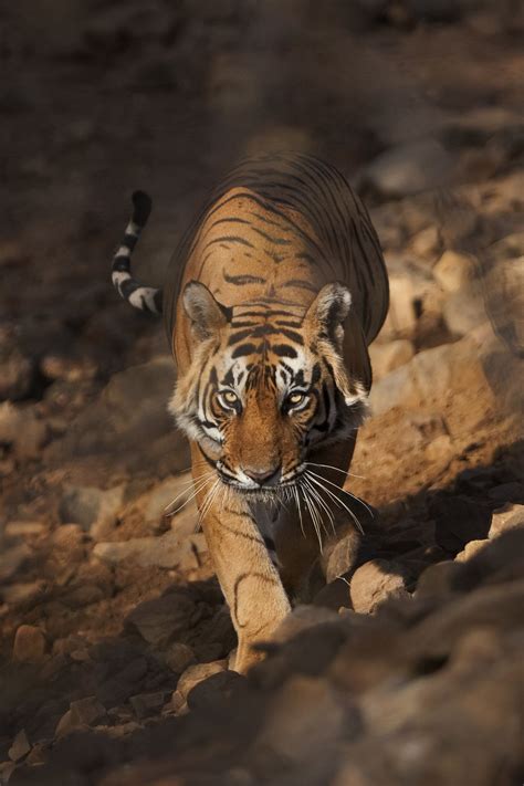 The Best Honeymoon Places If You Are A Safari Lover! | WedMeGood