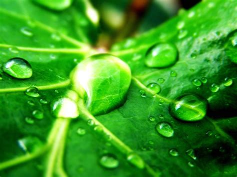 Green Leaves Wallpapers | PixelsTalk.Net