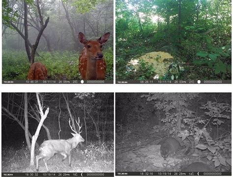 Фотоловушка «Филин HT-001 mini» с записью звука и датчиком движения ...