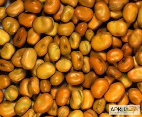 Купим бобы, коричневые, конские оптом - Днепропетровская обл. - Бобы ...