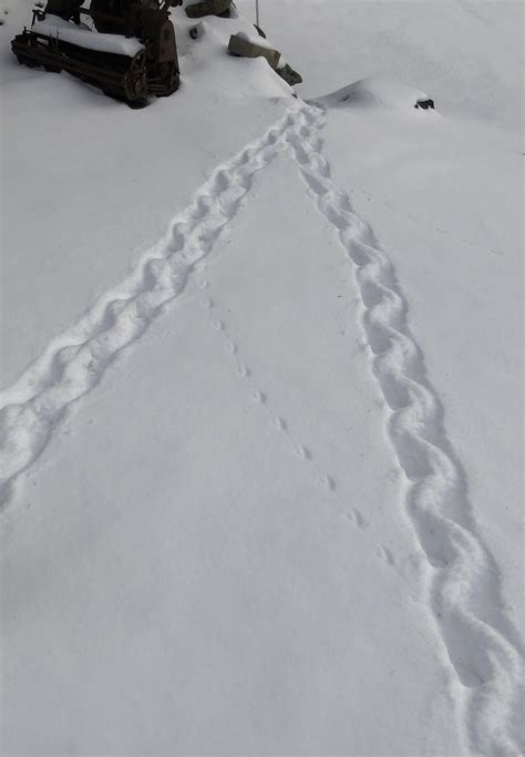 Porcupine Tracks