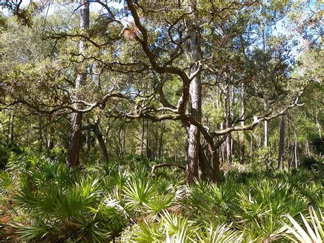 Florida Palmetto Scrub I Photograph By Sheri Mcleroy