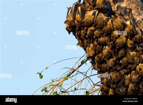 Straw Colored Fruit Bat Eidolon Helvum Group Huddling On Branch