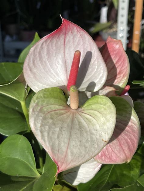 Anthurium Princess Amalia Elegance (Ø 14 см)