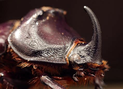 Жук-носорог