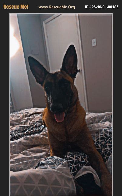 Adopt Belgian Malinois Rescue Killeen Tx