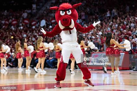 Arkansas Mascot Photos and Premium High Res Pictures - Getty Images