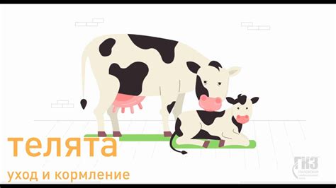 Выращивание телят - YouTube