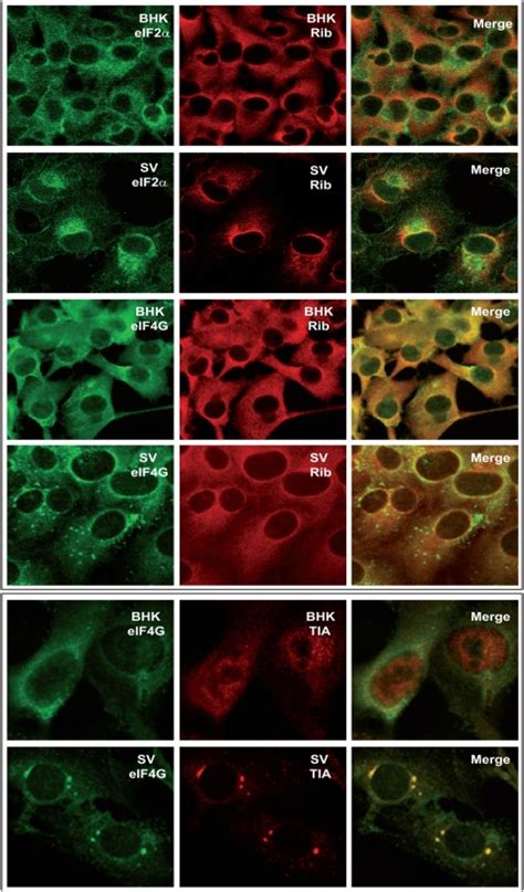 BHK Cells Were Infected With SV 100 Pfu Cell And Were Processed For