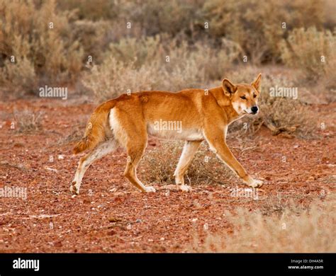 Australian Dingo In The Wild In The Outback Near Lake Eyre In