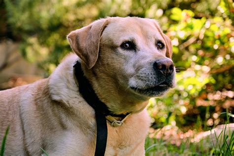 3 Dog Breeds Have Webbed Feet - Gatanippo.com