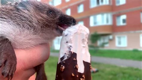 Ежик снова ест мороженое, на этот раз эскимо - YouTube