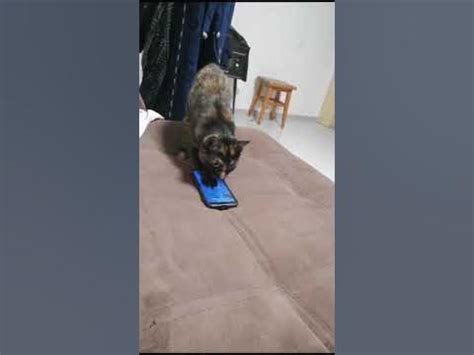 Кошка Джина и будильник. Почему хозяин проспал на работу? - YouTube