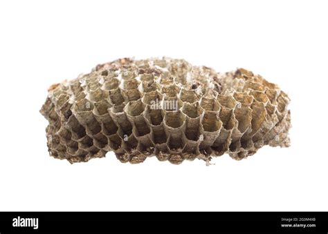 Honey Bee Wax Honeycomb Stock Photo Alamy