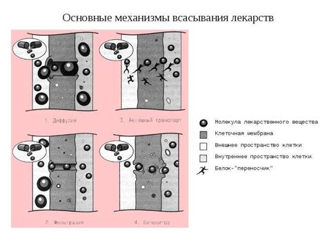 Мембрана - презентация, доклад, проект скачать