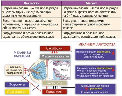 Как лактостаз отличить от мастита: 7 главных признаков