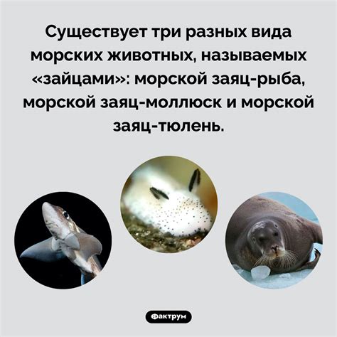 Разнообразные морские зайцы