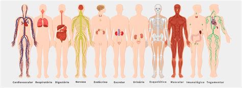 Quais Sao Os Sistemas Do Corpo Humano - Quais os Sistemas do Corpo Humano e Suas Funções?