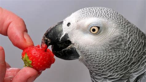 13 Best Foods For African Grey Parrots 2025 Bird Watching Hq