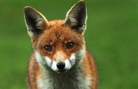 urban fox count readers   foxes   gardens