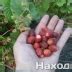 Земклуника Находка: описание и характеристики сорта садовой земляники ...