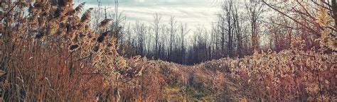 Brossard Track 4 Quebec Canada 15 Reviews Map Alltrails