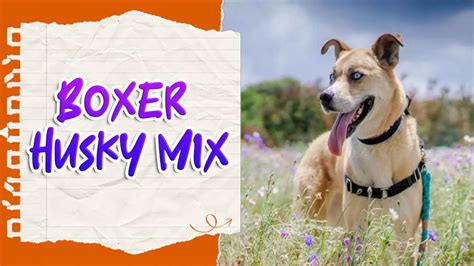 Boxer Husky Mix - Your Ideal Canine Companion!