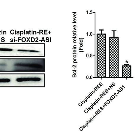 Effect Of Lncrna Foxd As Knockdown On The Apoptosis Of Drug Resistant